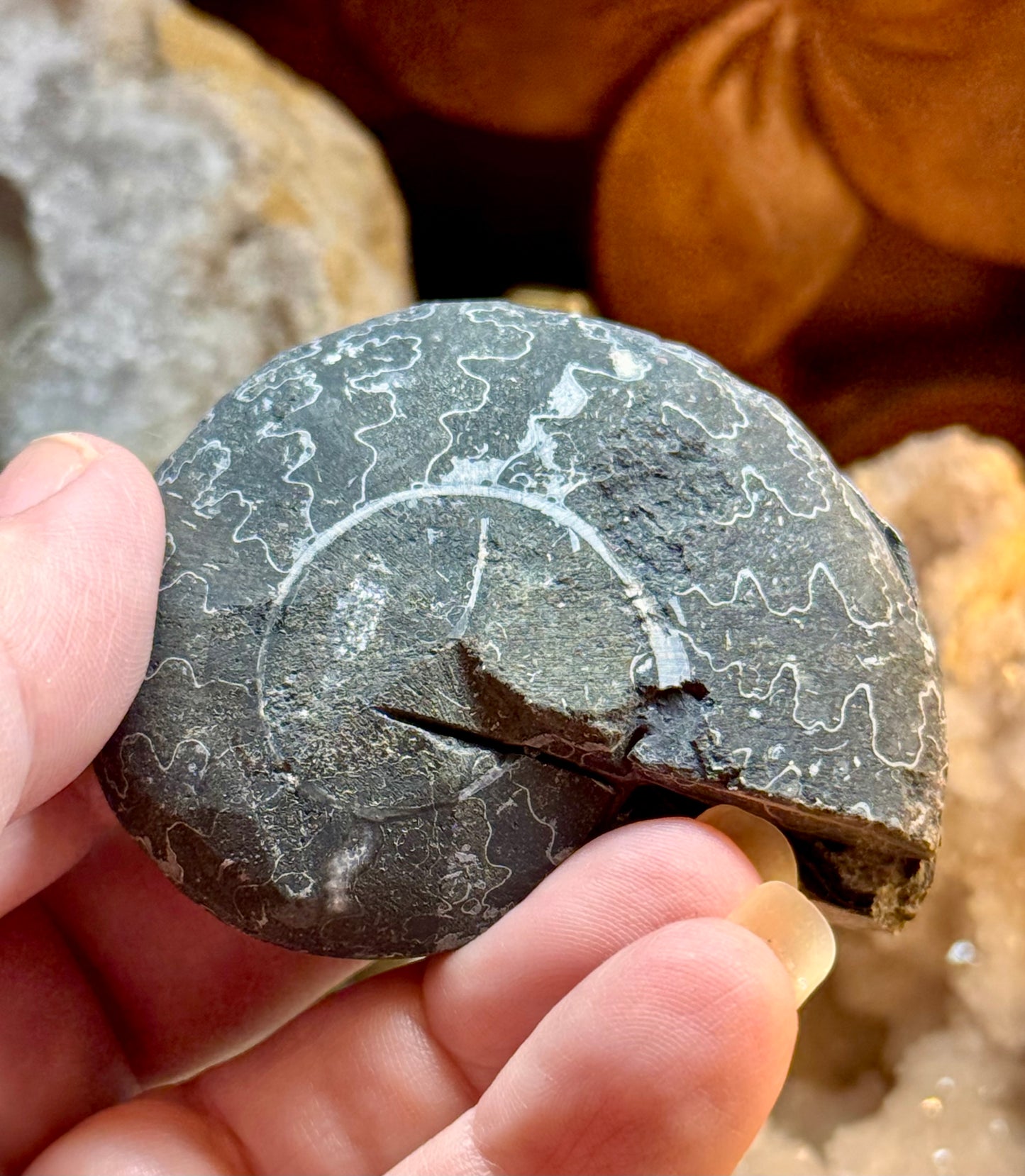 Paire d’ammonite noire fossilisée cristallisée 1