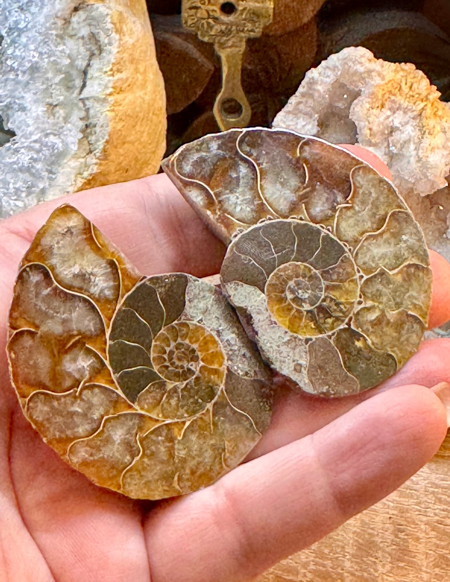 Ammonite fossile opalisée