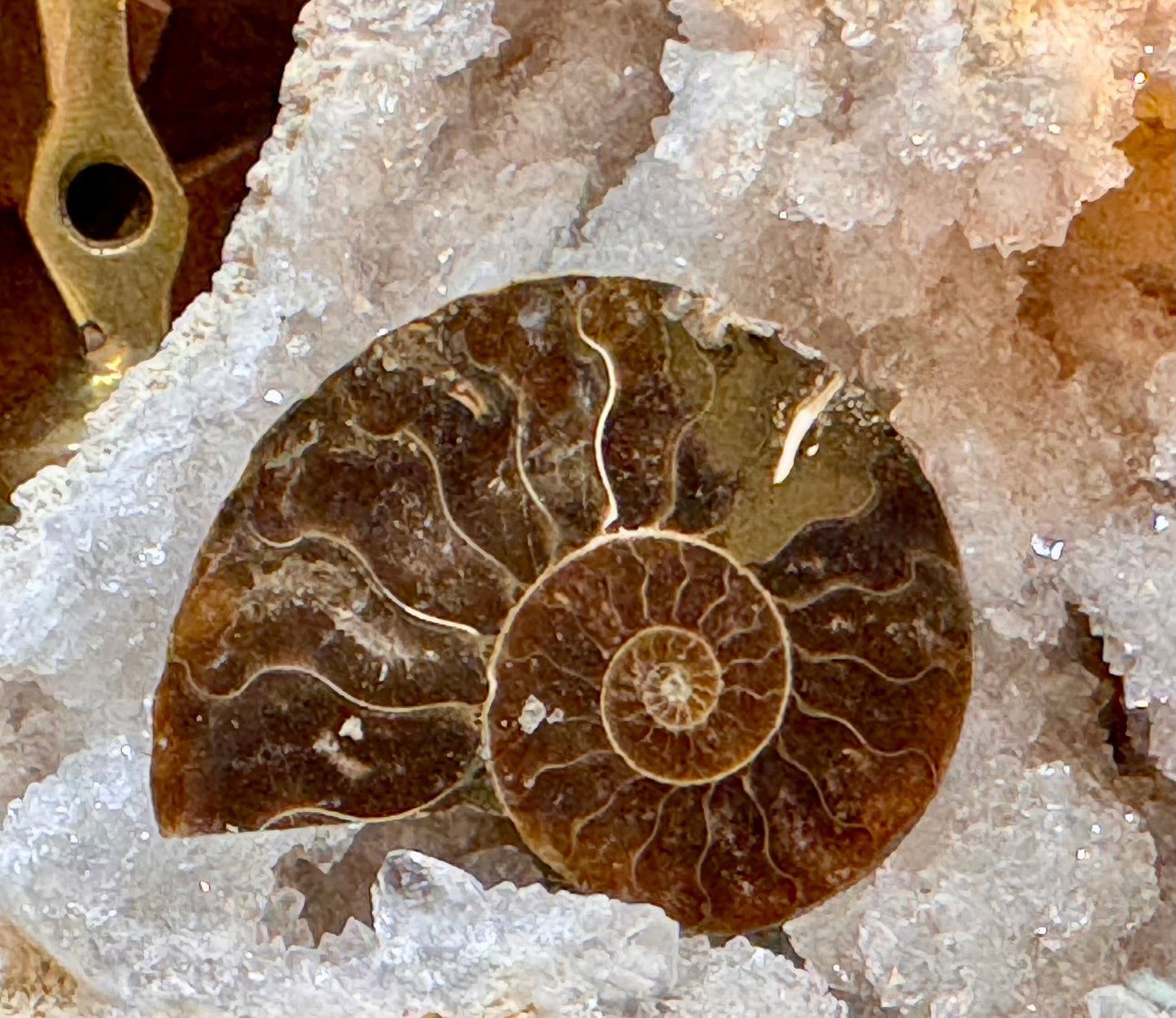 Ammonite opalisée rouge