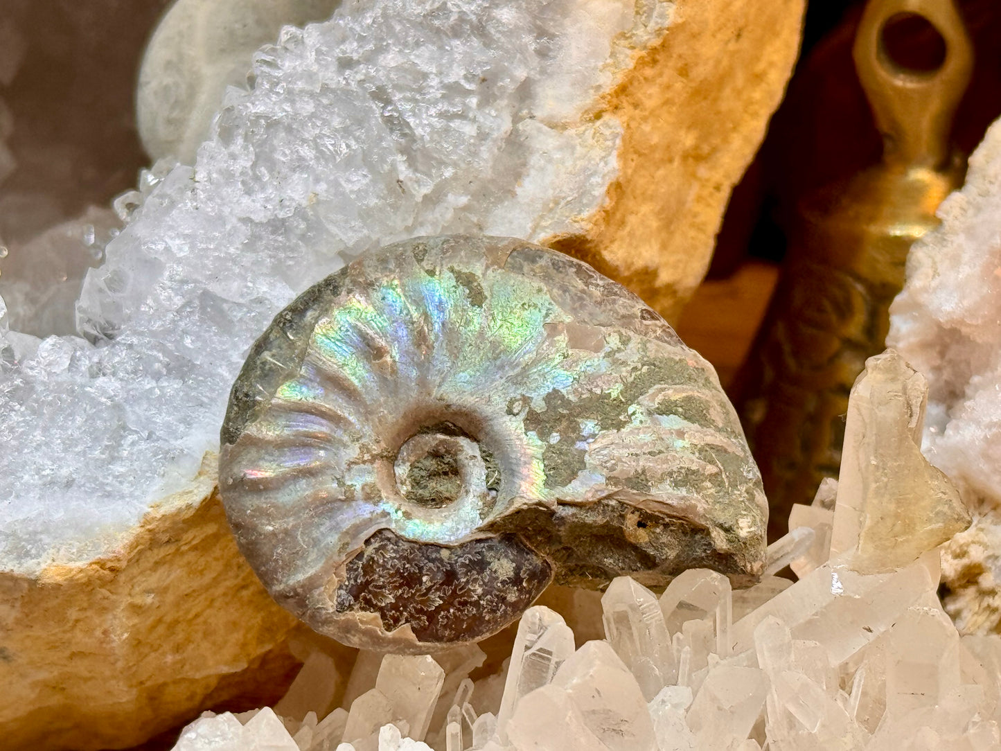 Ammonite opalisée entière