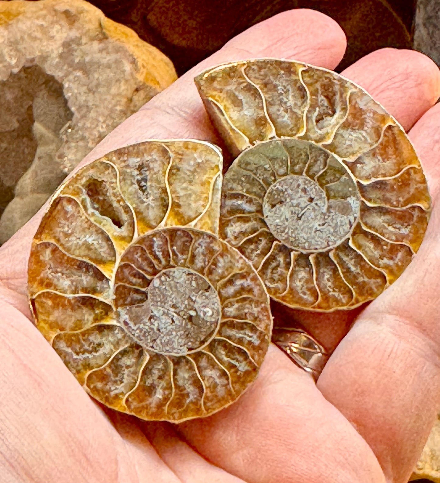 Ammonite fossile opalisée