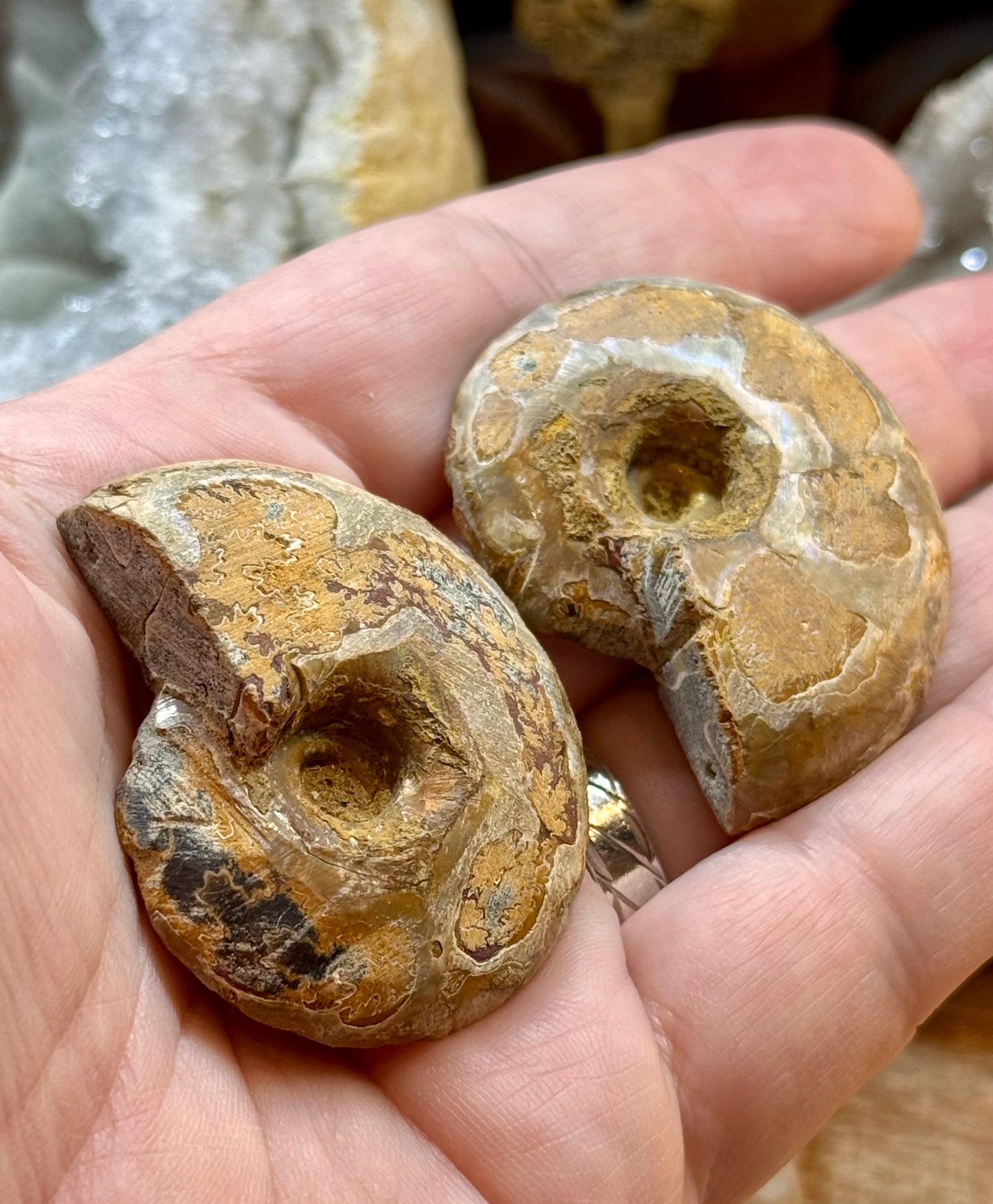 Ammonite fossile opalisée