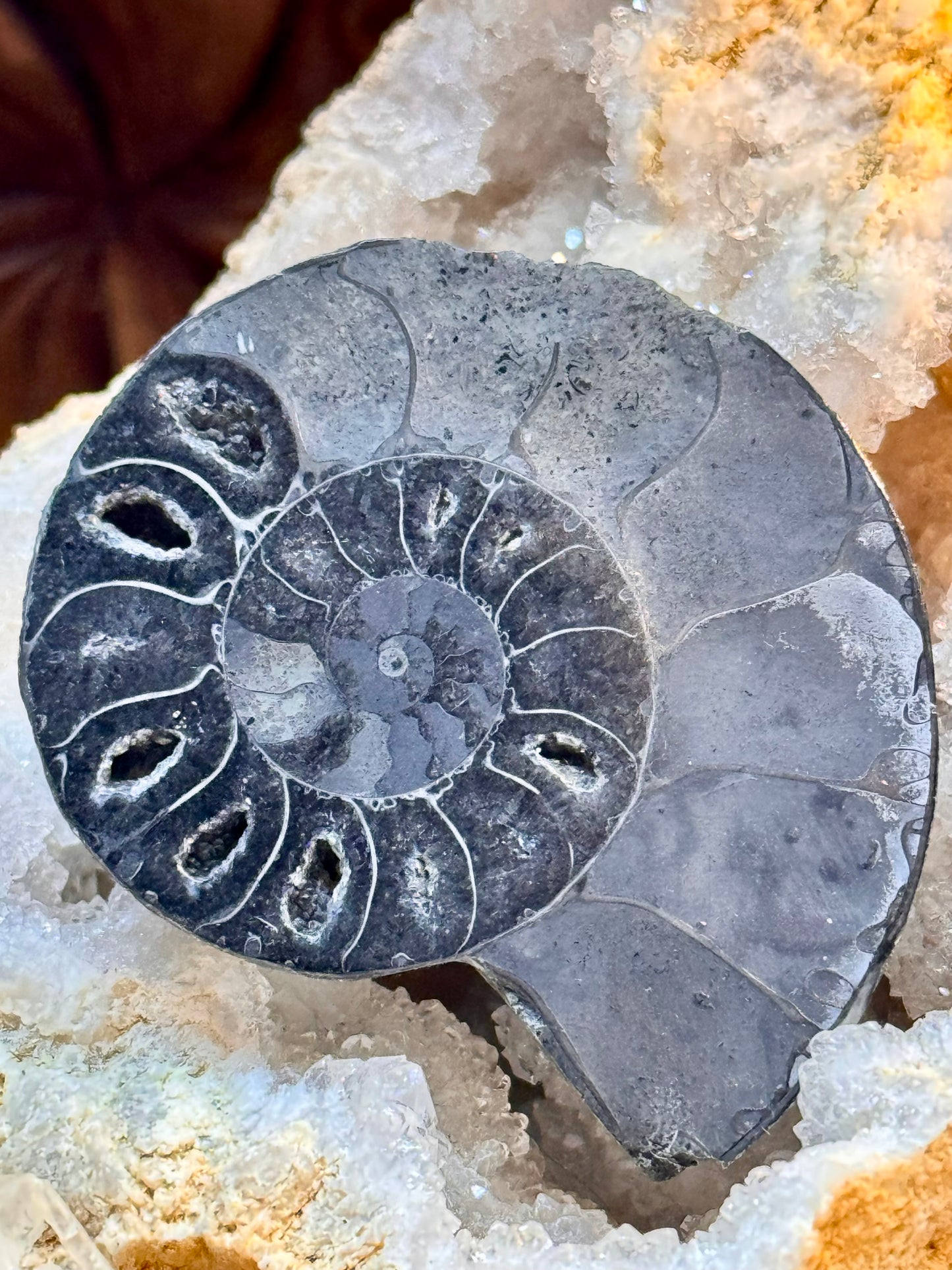 Ammonite fossilisée noire