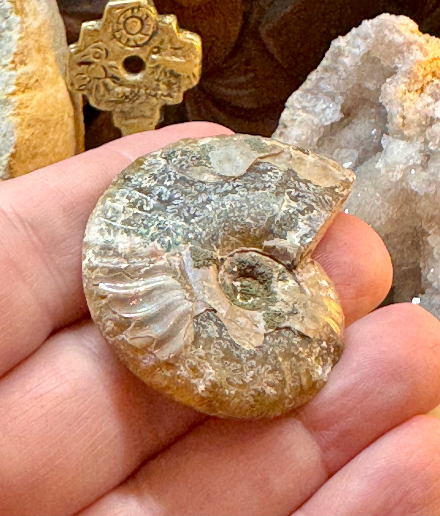 Ammonite fossile opalisée