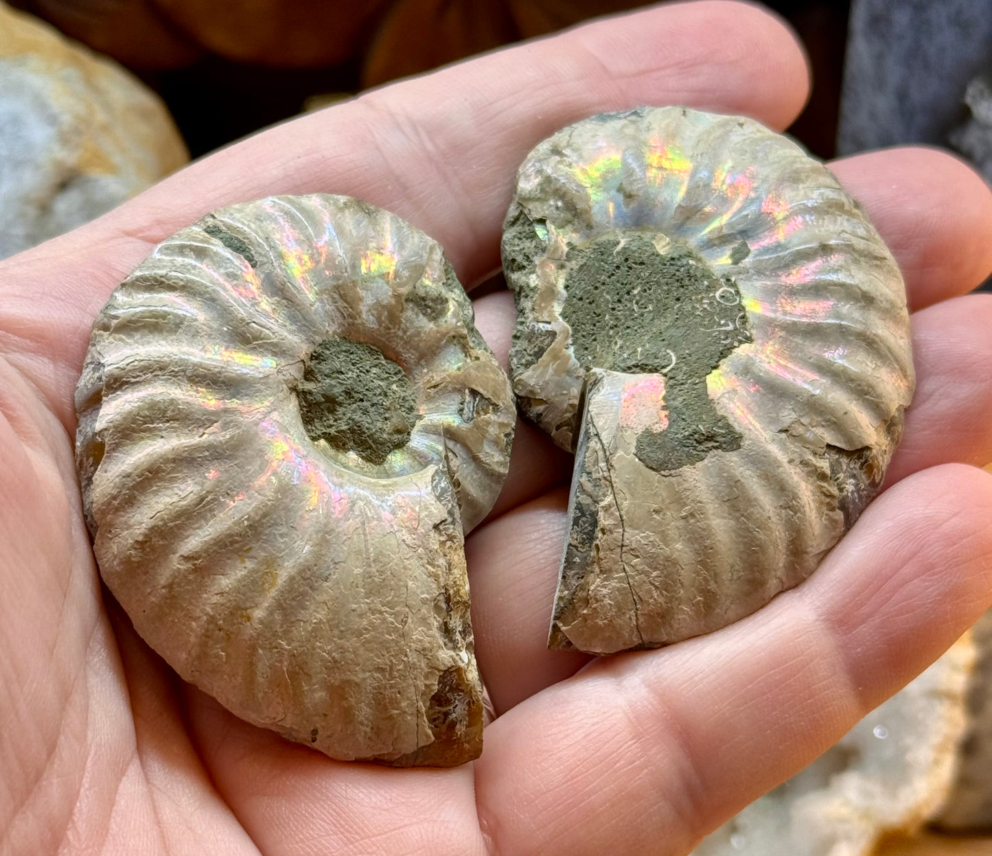 Ammonite fossile opalisée