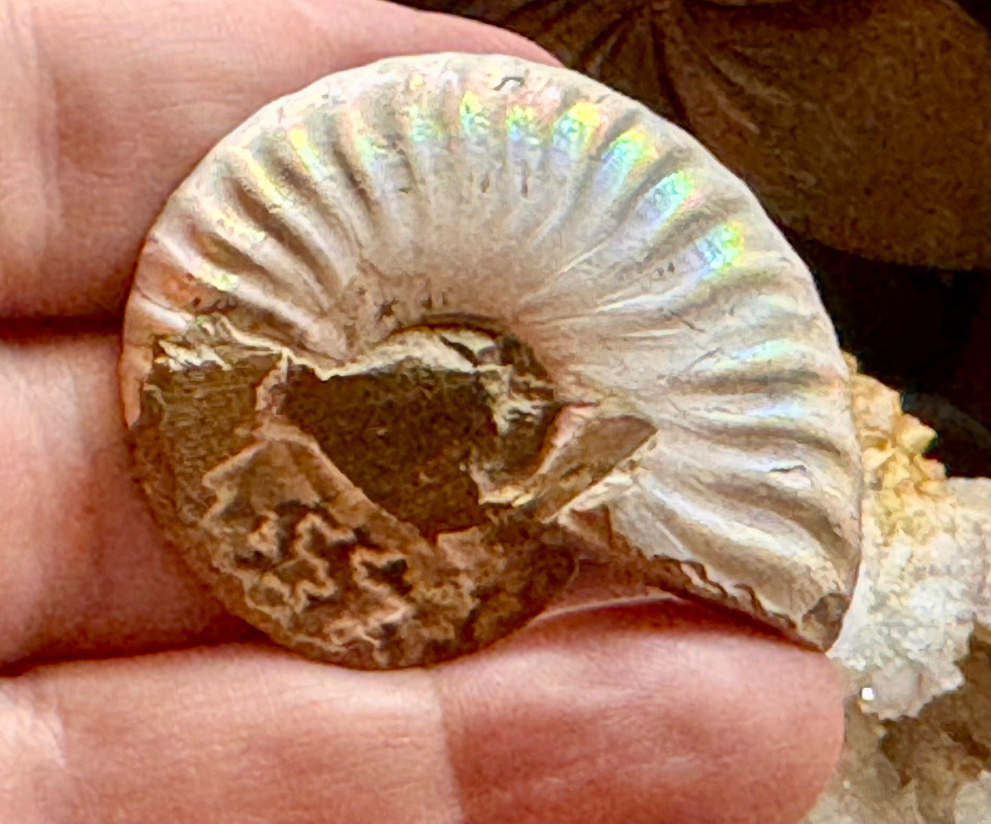 Ammonite fossile opalisée