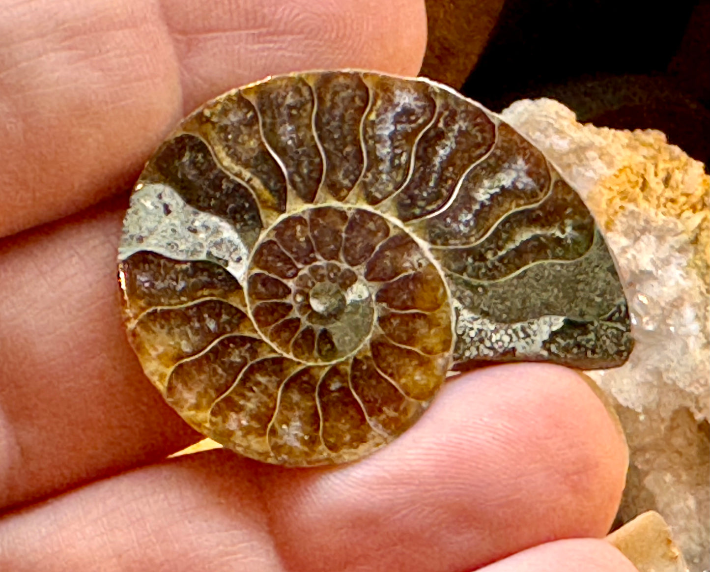 Ammonite fossile opalisée