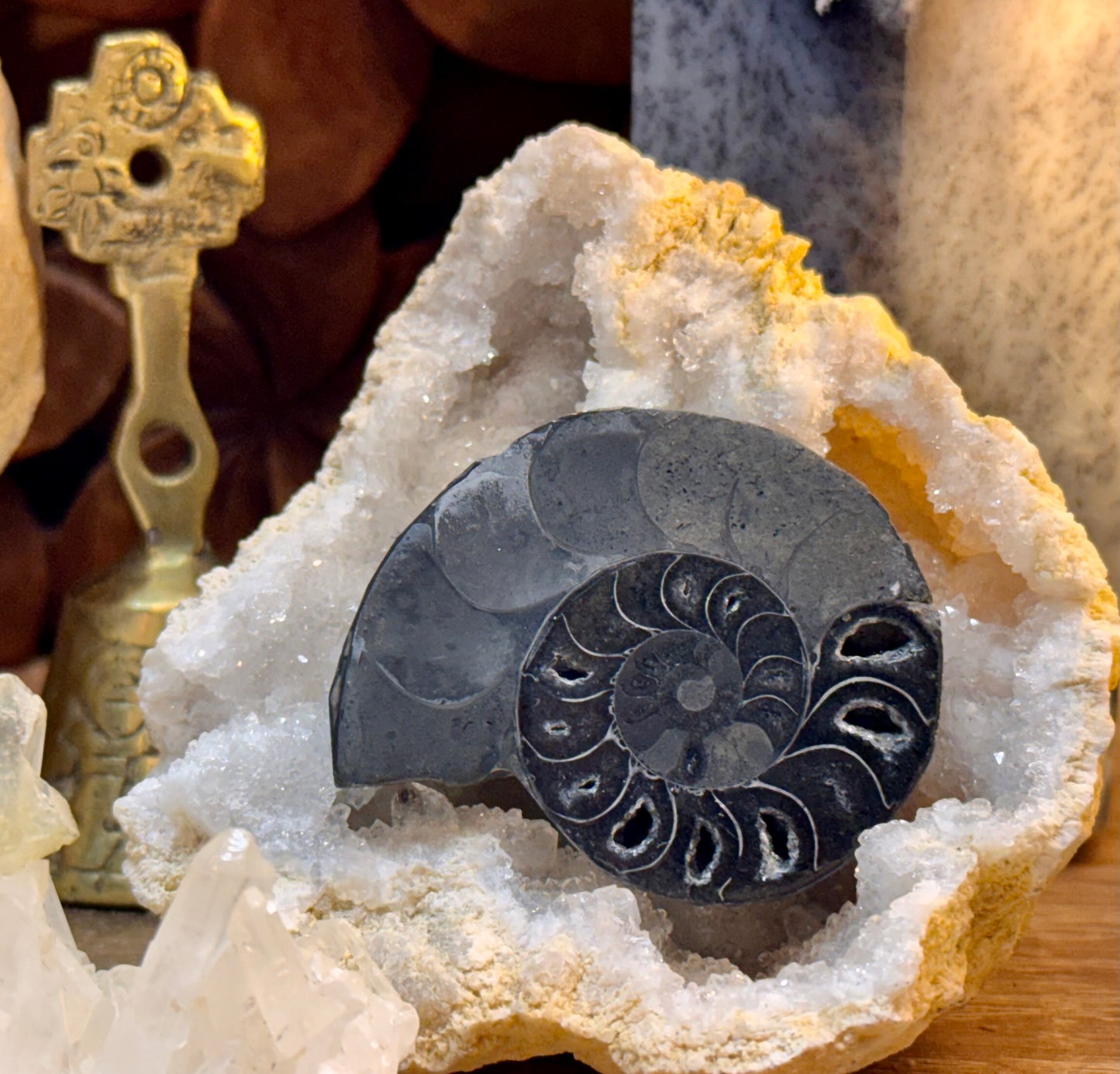 Ammonite fossilisée noire