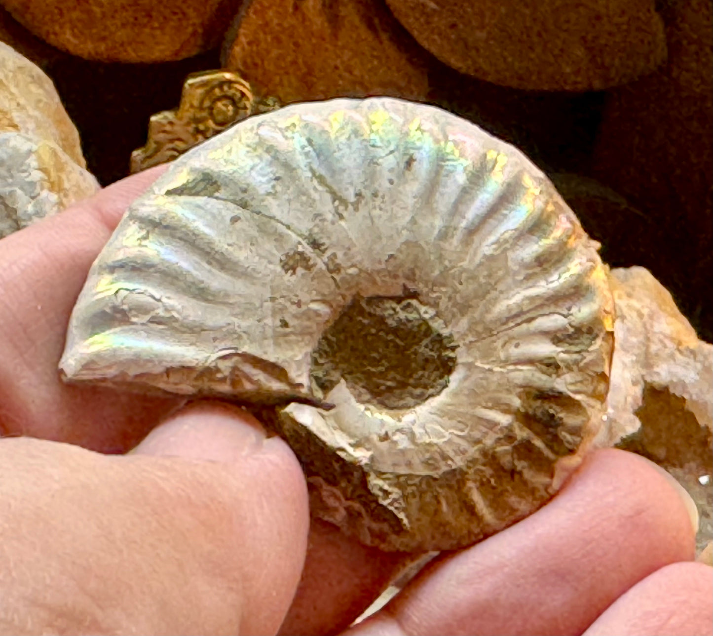 Ammonite fossile opalisée