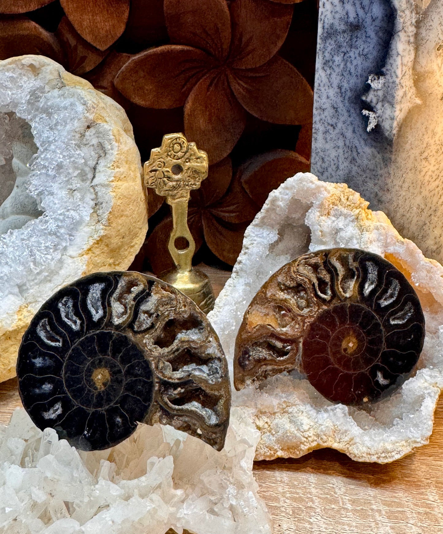 Ammonite fossilisée noire