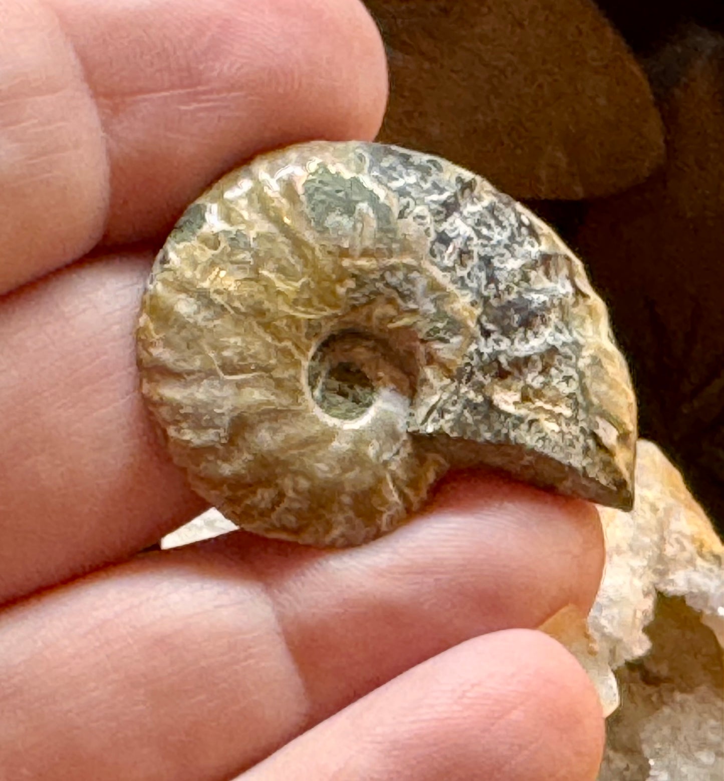 Ammonite fossile opalisée