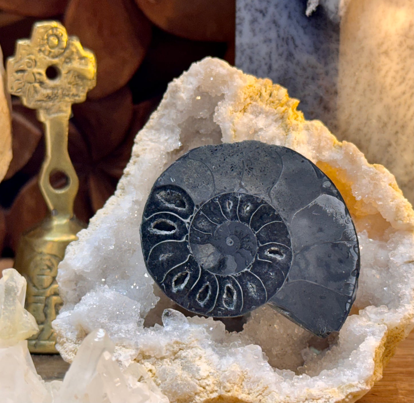 Ammonite fossilisée noire