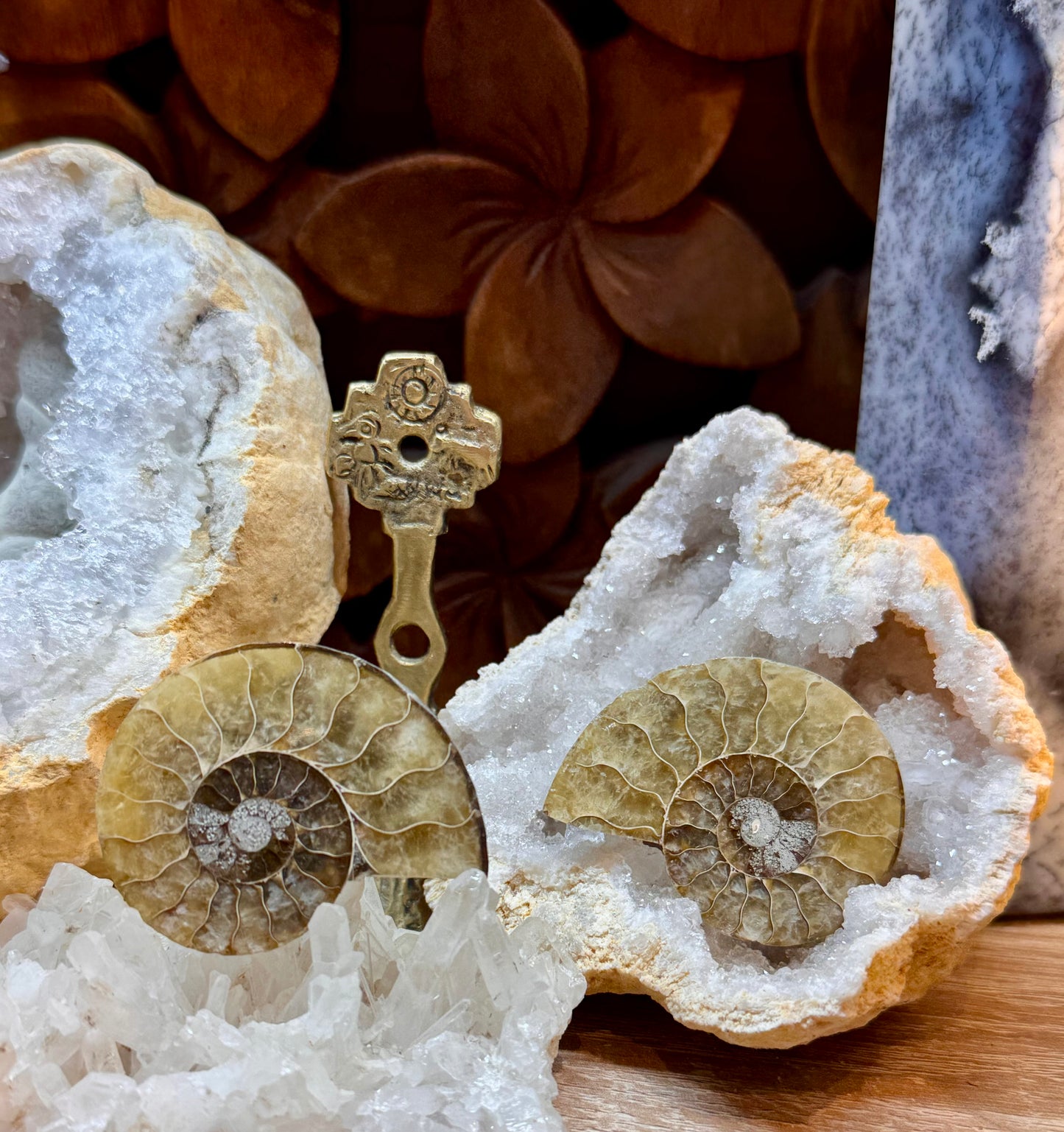 Ammonite fossile opalisée