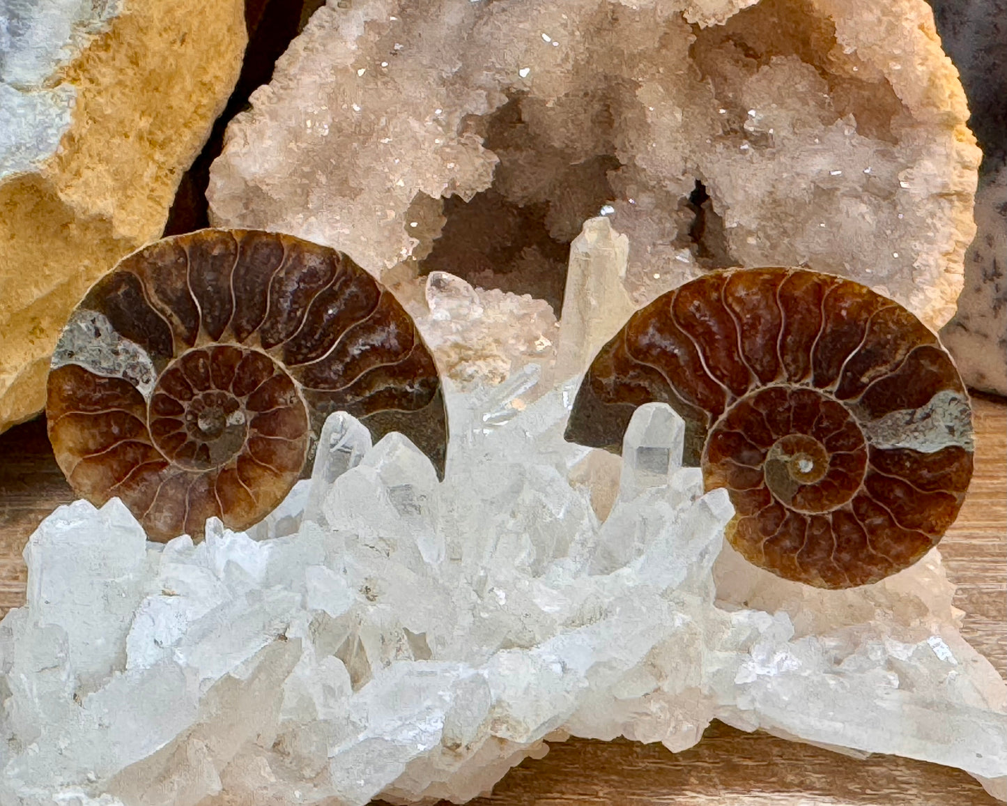 Ammonite fossile opalisée