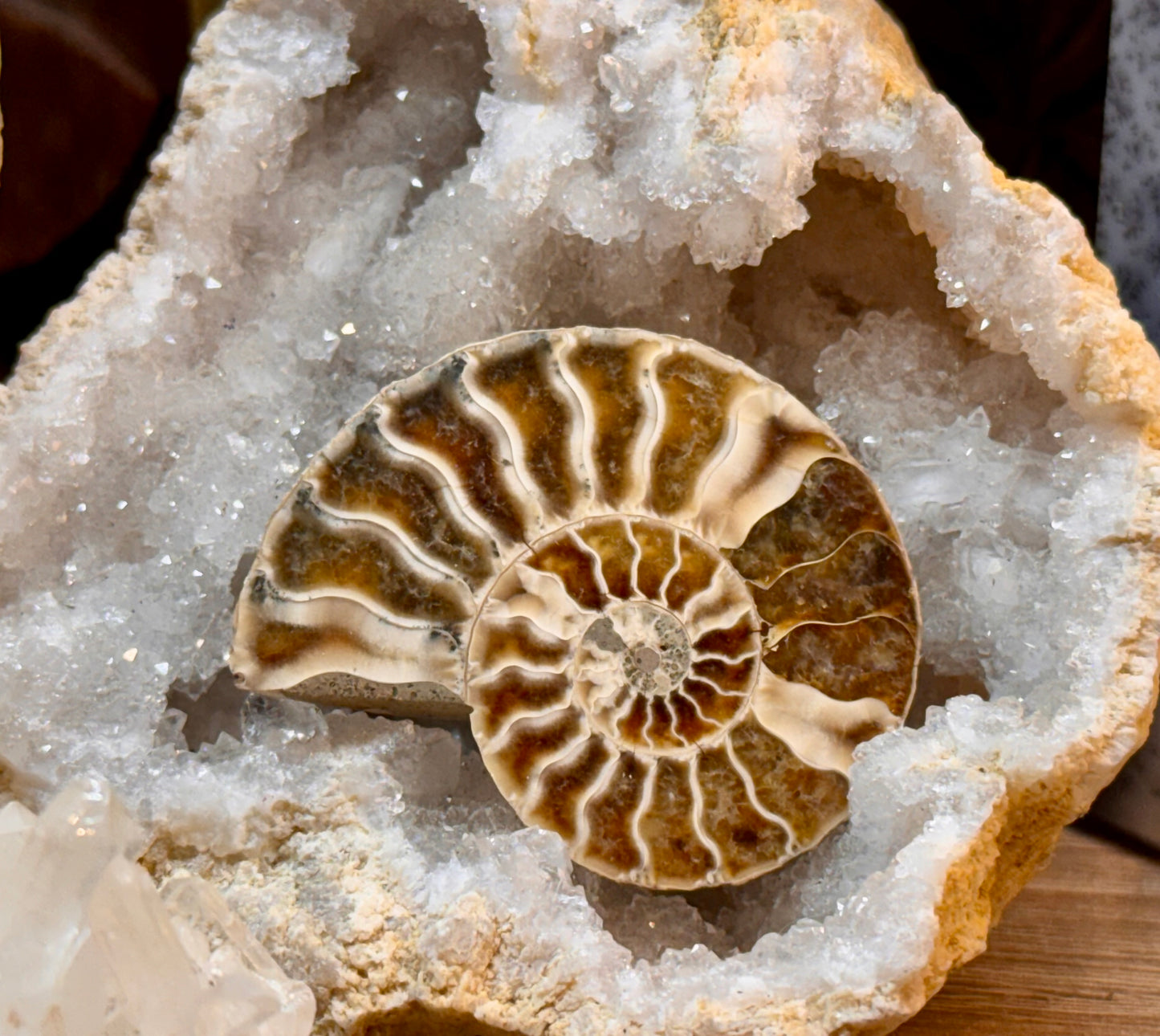 Ammonite fossile opalisée