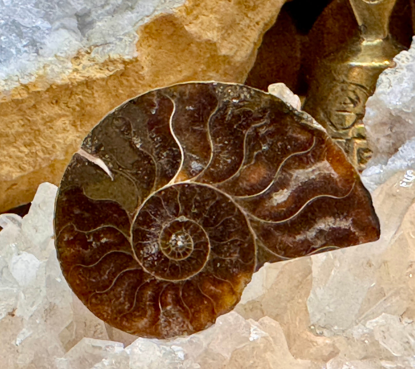 Ammonite opalisée rouge