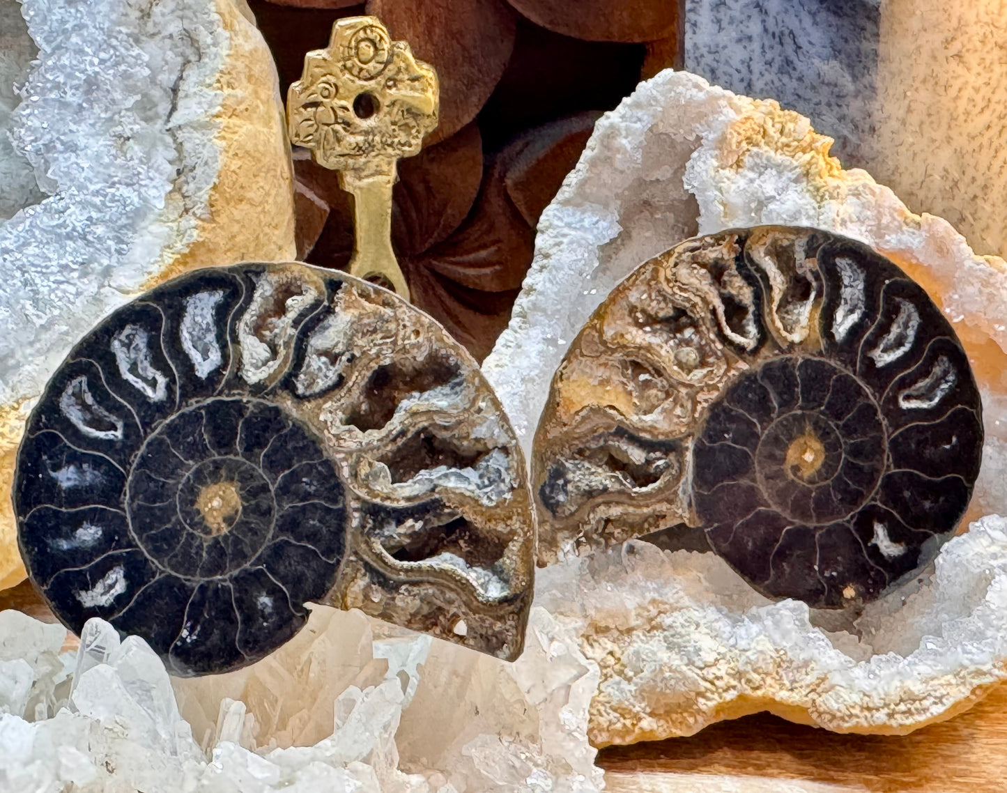 Ammonite fossilisée noire