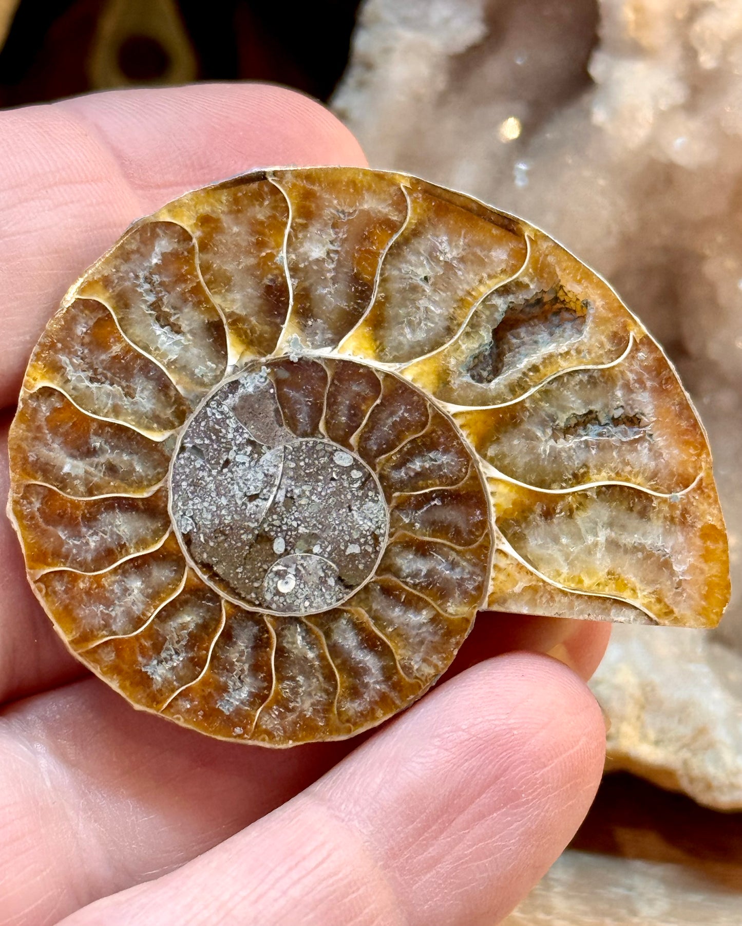 Ammonite fossile opalisée