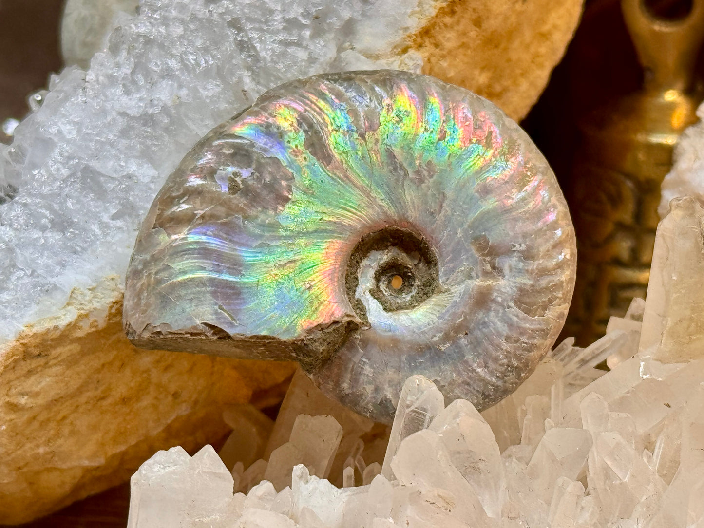 Ammonite opalisée entière