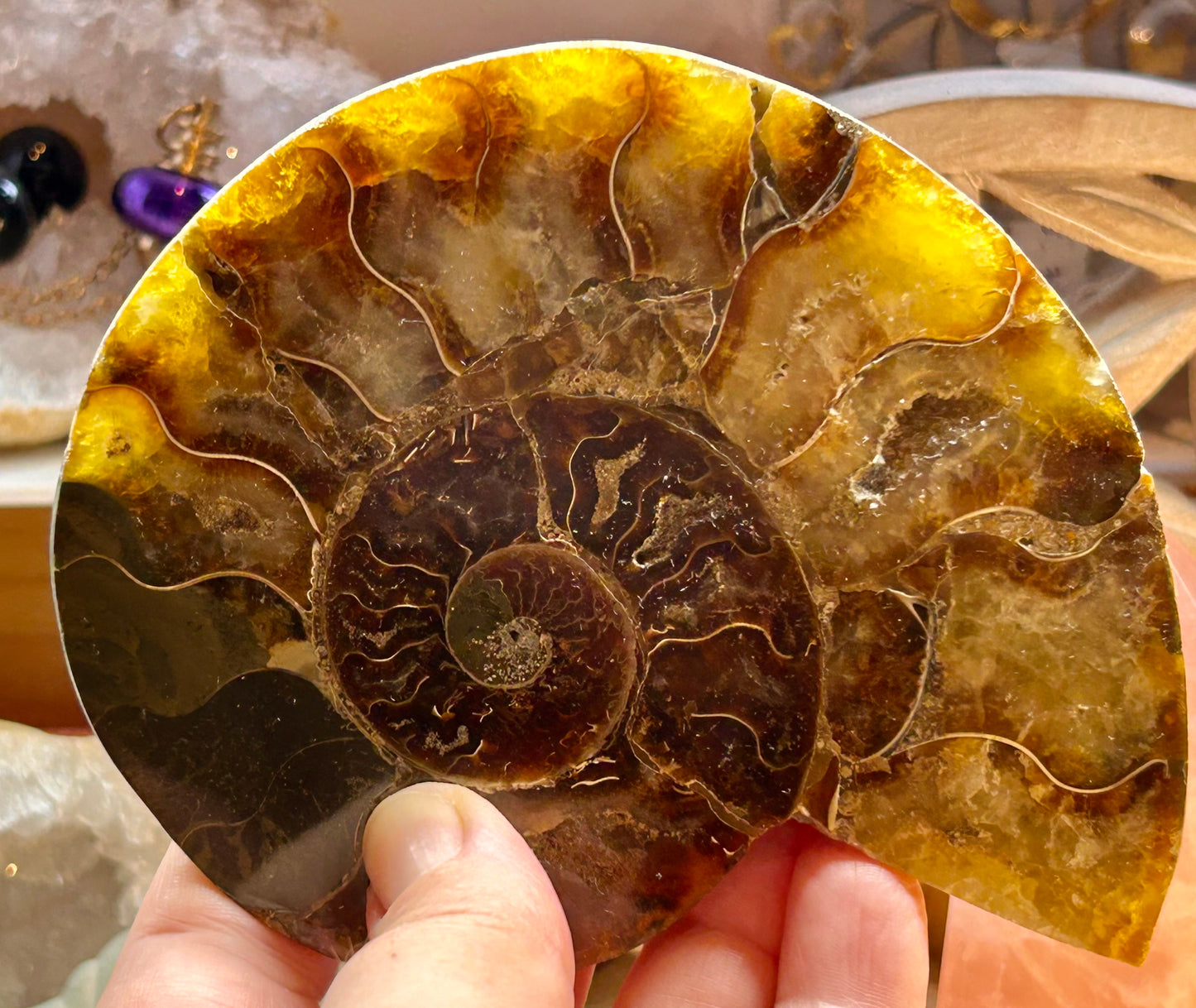 Coquillage d’ammonite opalisée - 2