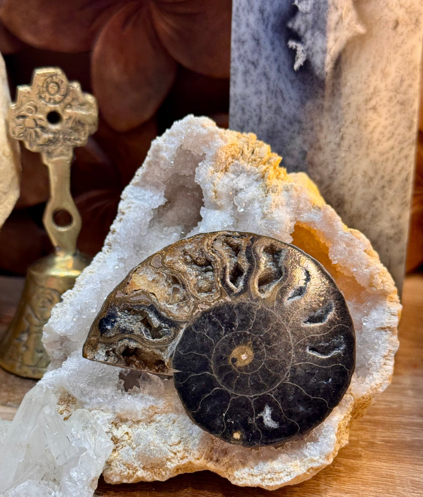 Ammonite fossilisée noire