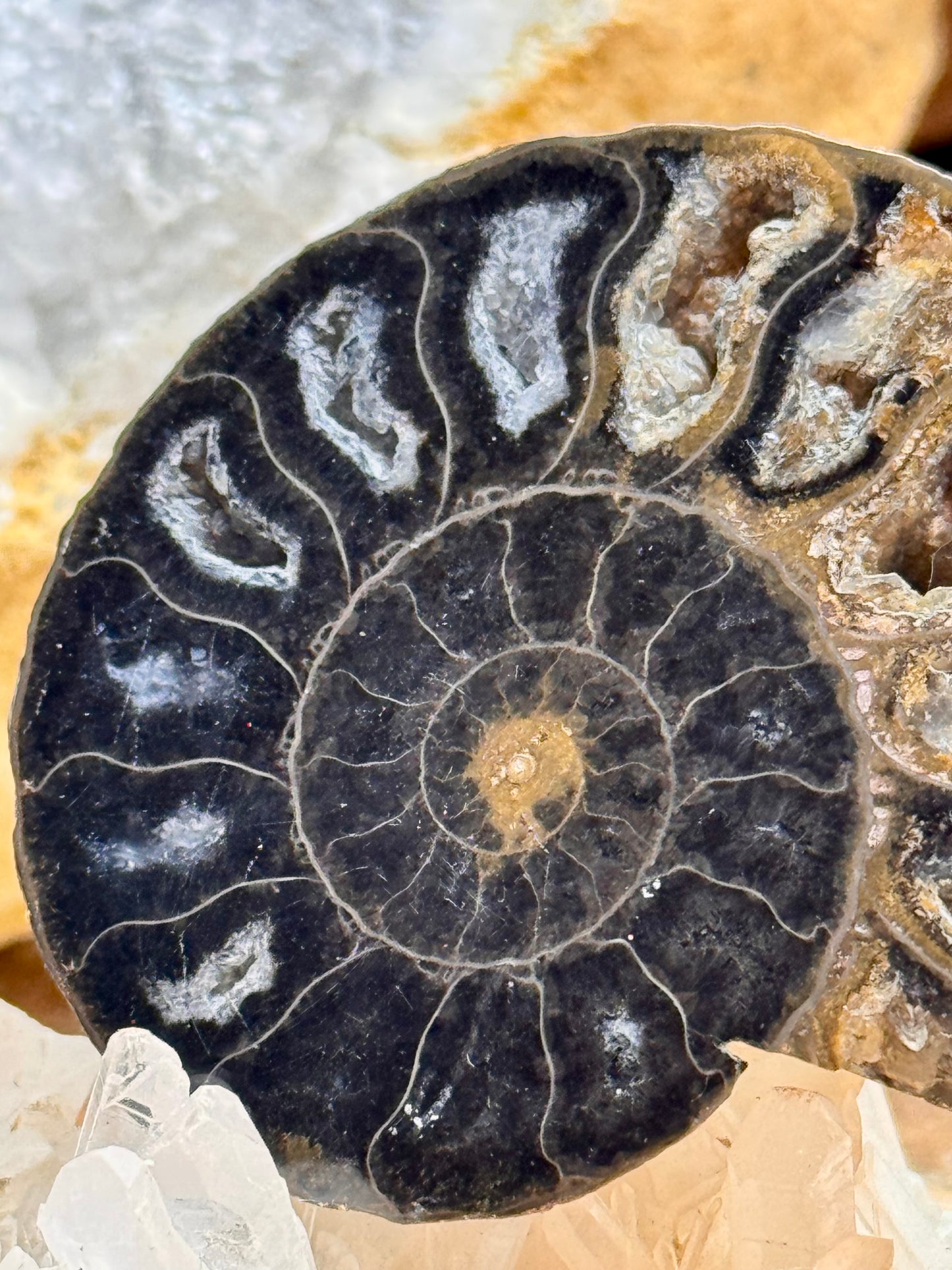 Ammonite fossilisée noire