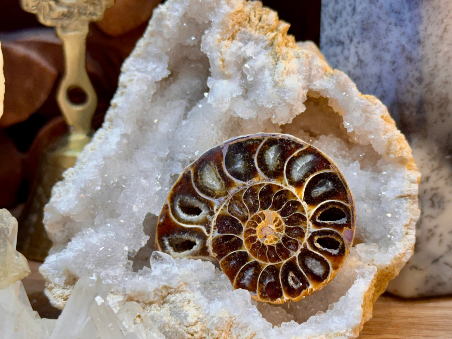 Ammonite fossile opalisée