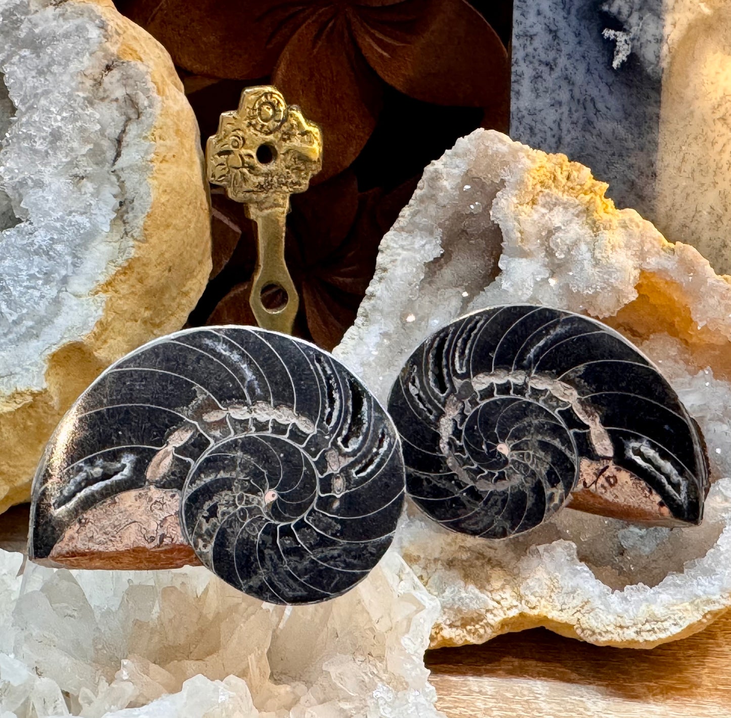 Ammonite fossilisée noire