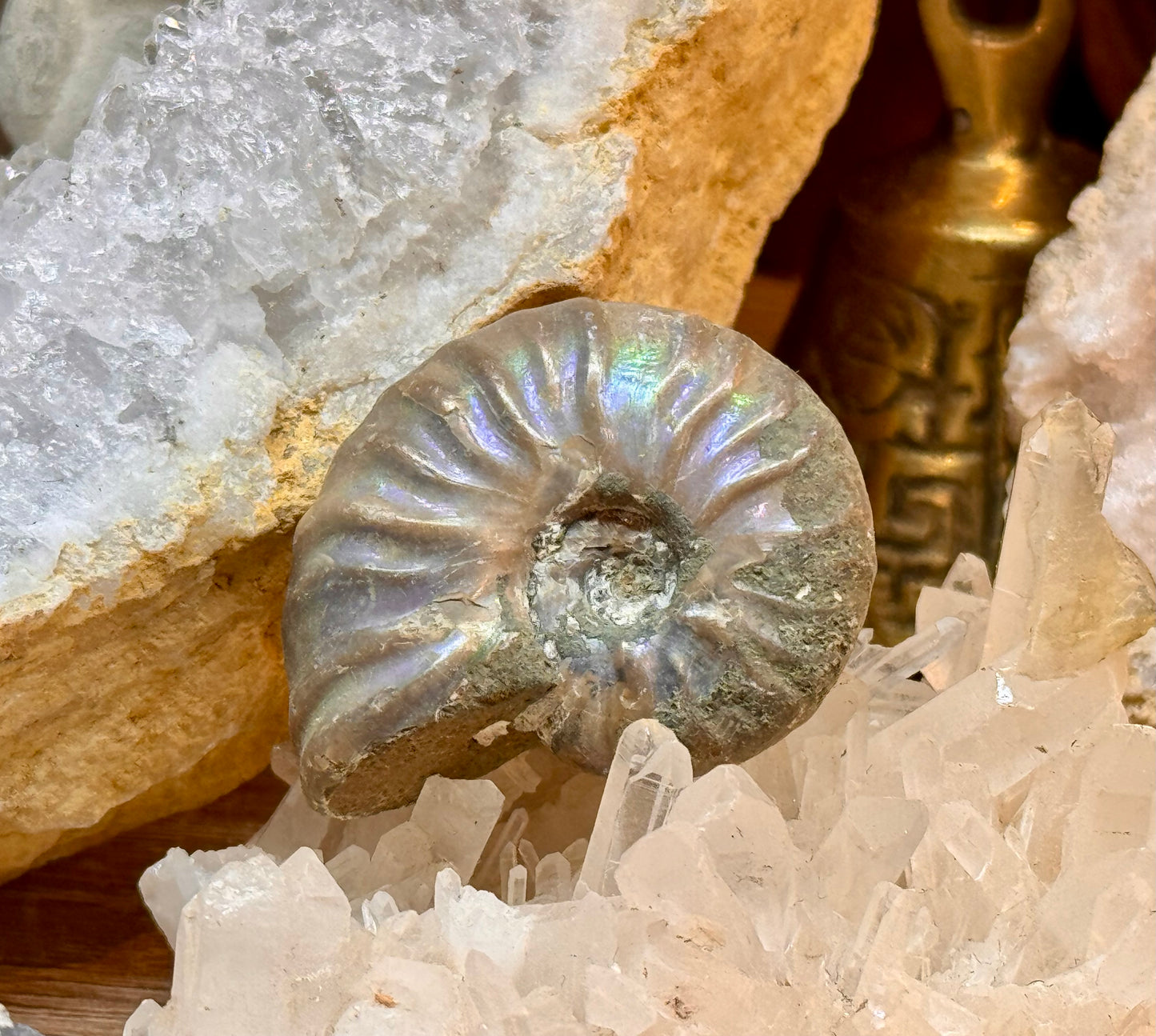 Ammonite opalisée entière