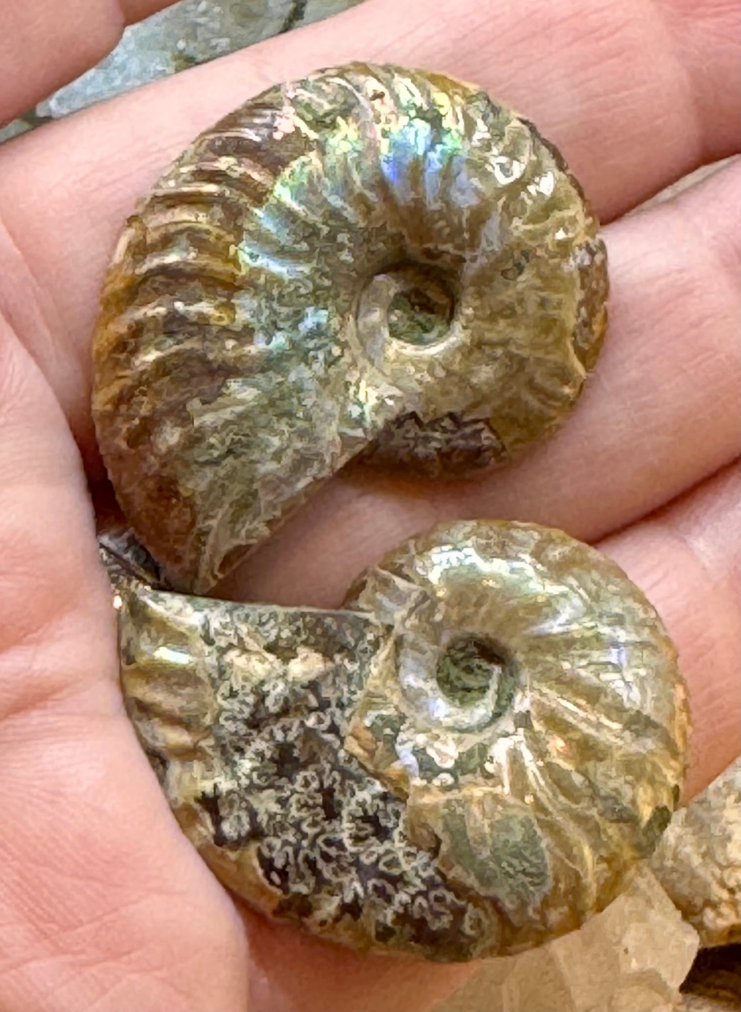 Ammonite fossile opalisée