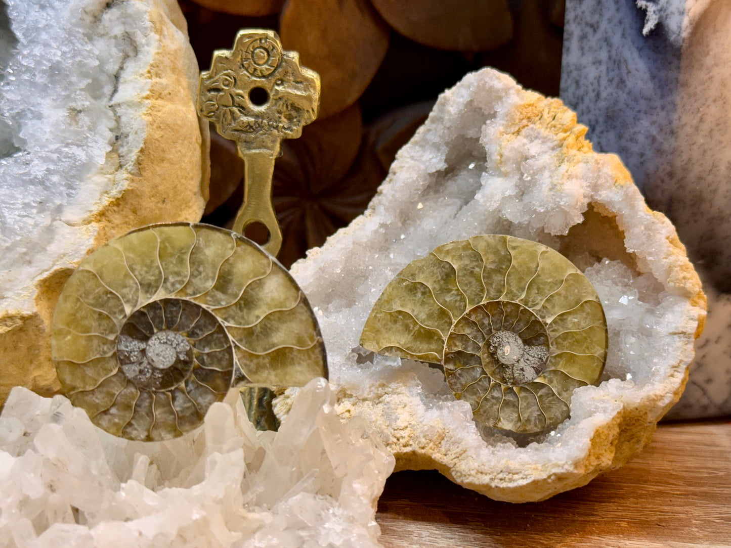 Ammonite fossile opalisée