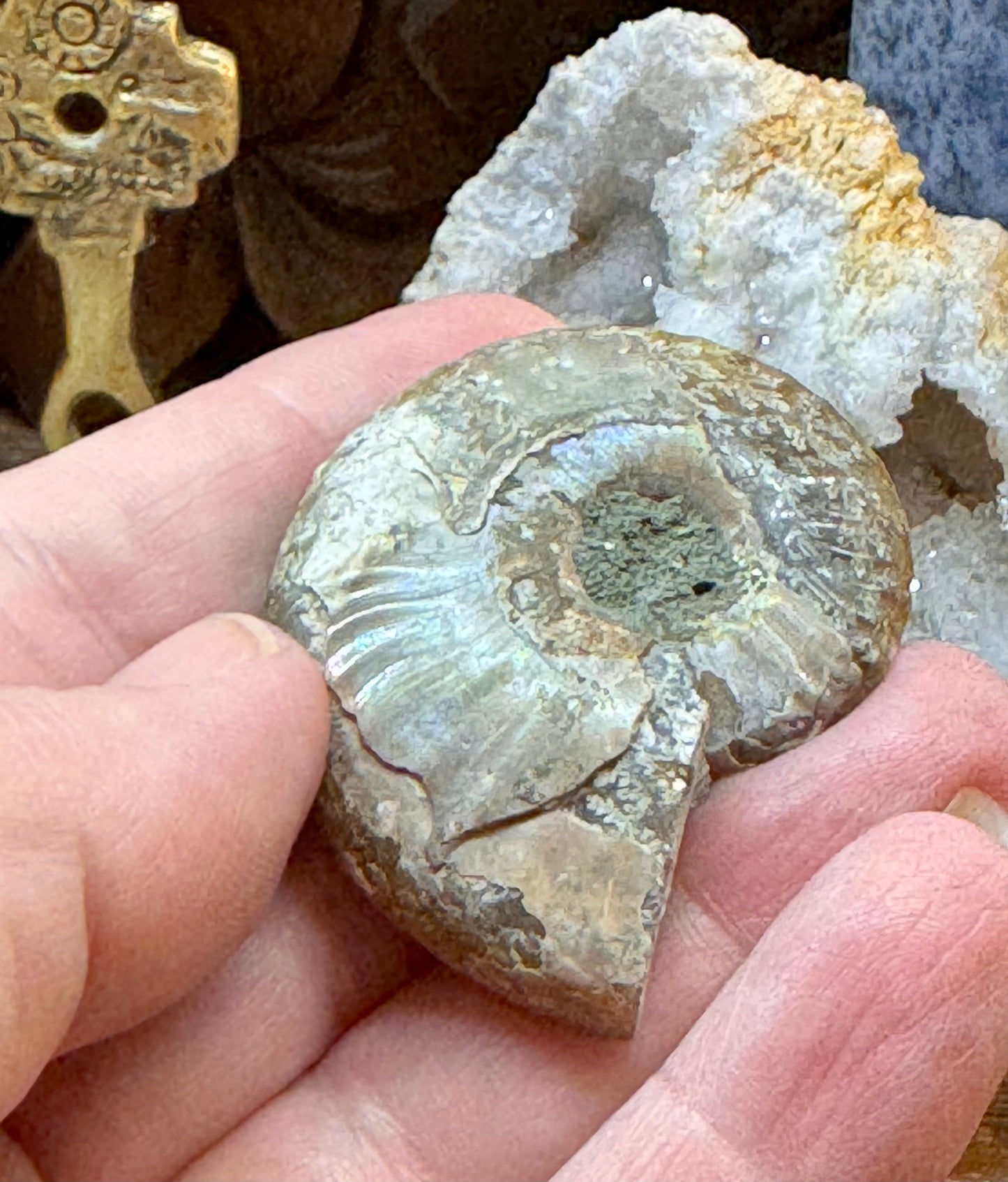 Ammonite fossile opalisée