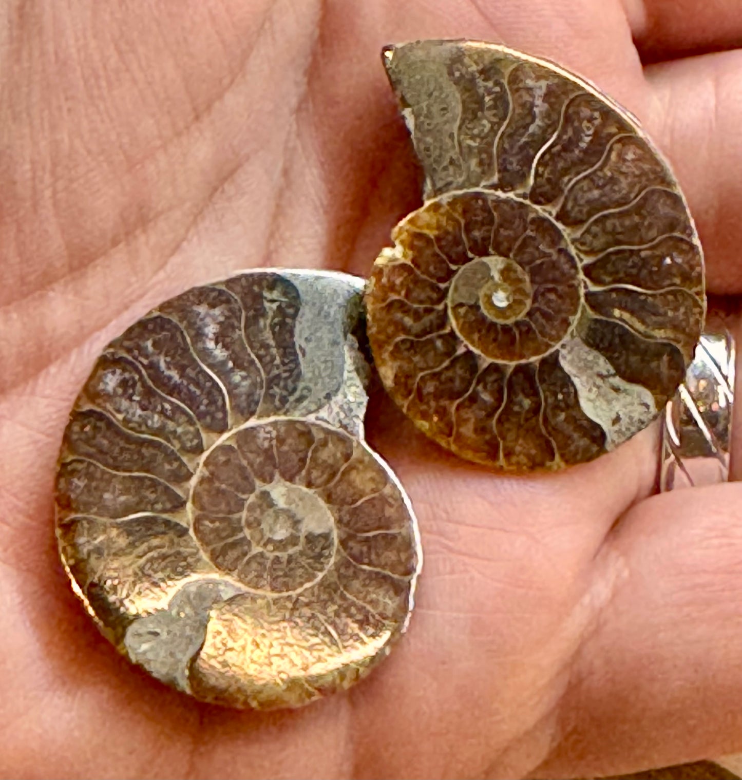 Ammonite fossile opalisée