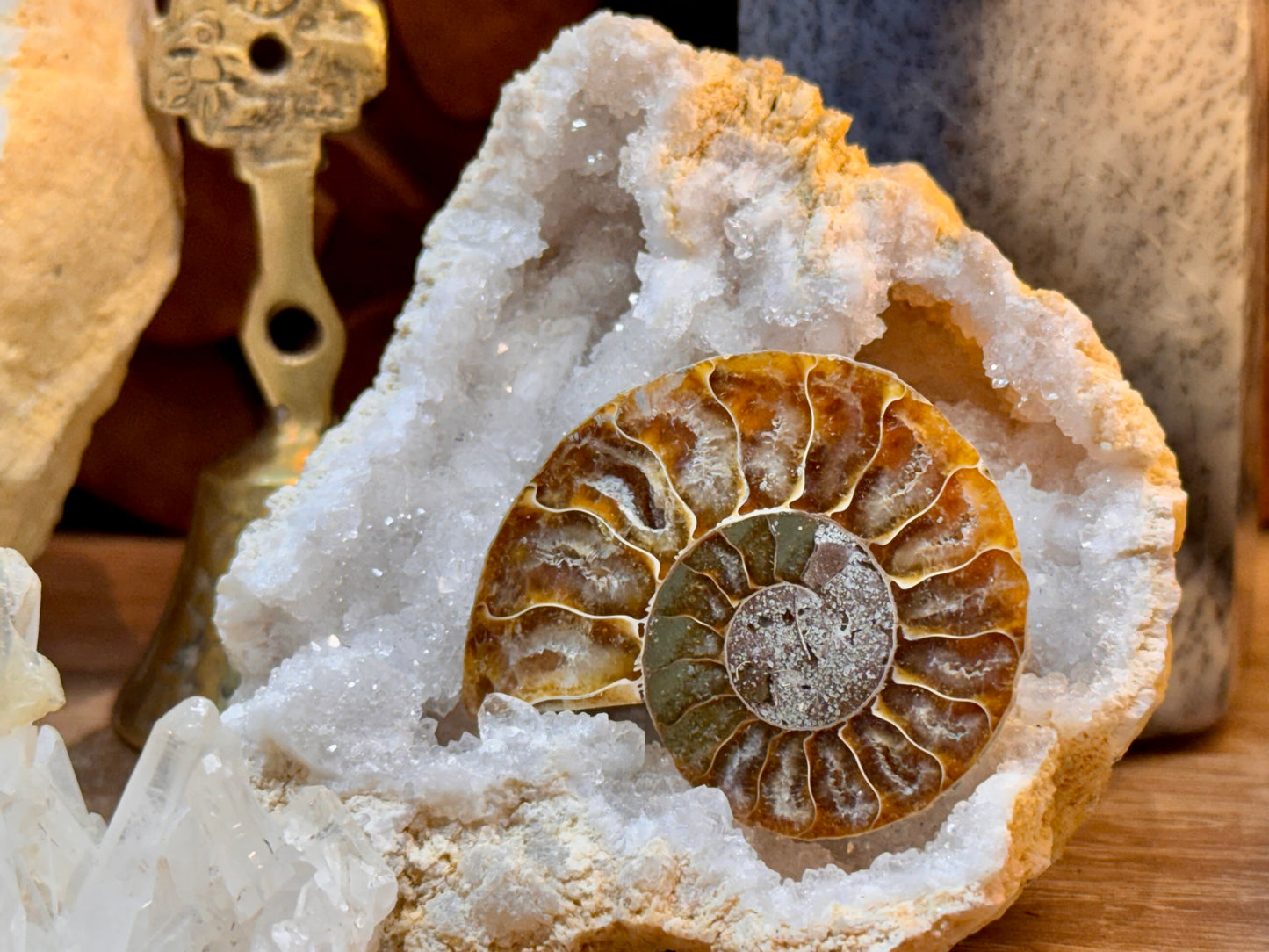 Ammonite fossile opalisée