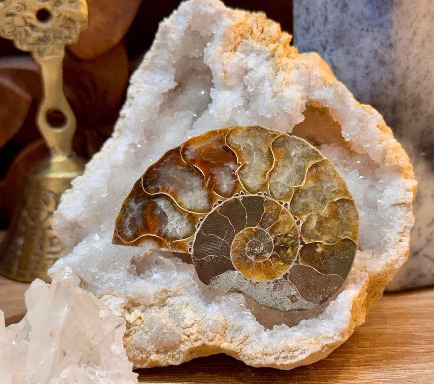 Ammonite fossile opalisée