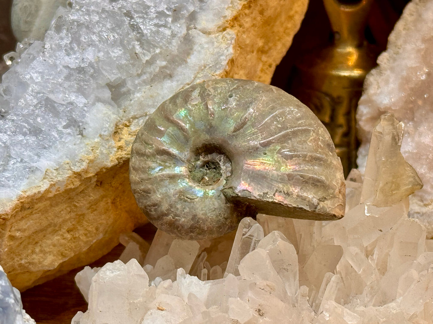 Ammonite opalisée entière