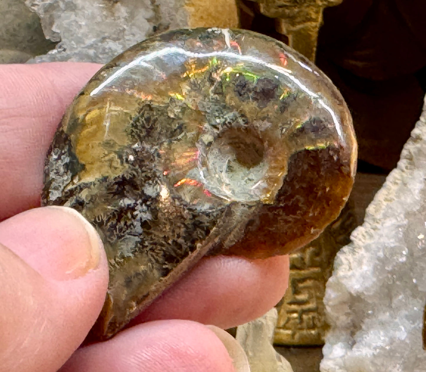 Ammonite opalisée rouge