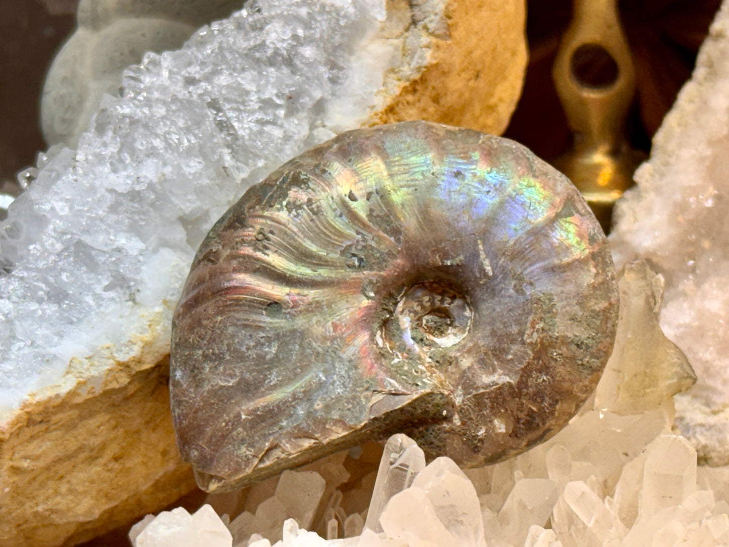 Ammonite opalisée entière