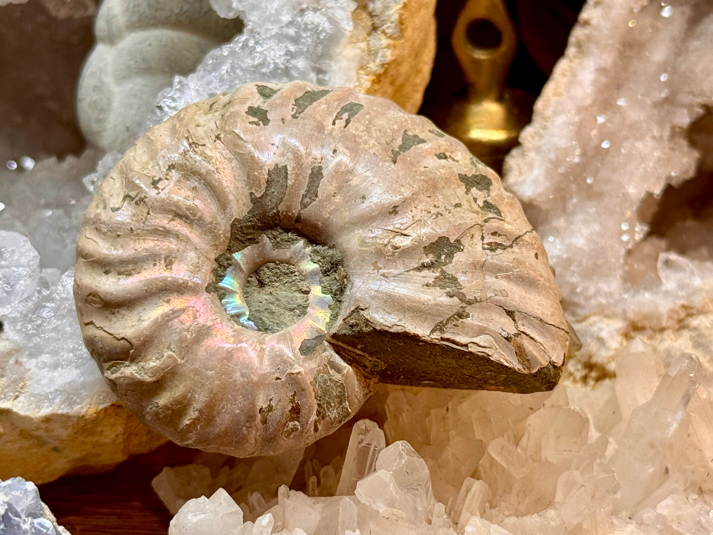 Ammonite opalisée entière