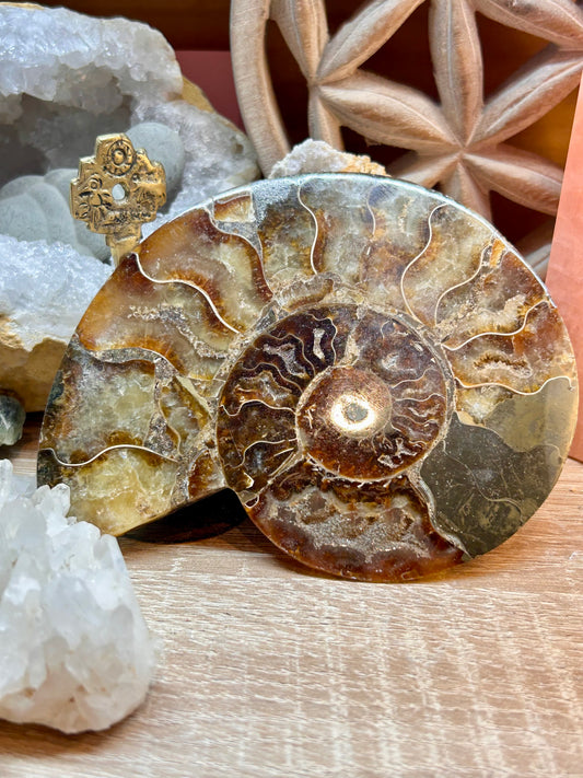 Coquillage d’ammonite opalisée 1