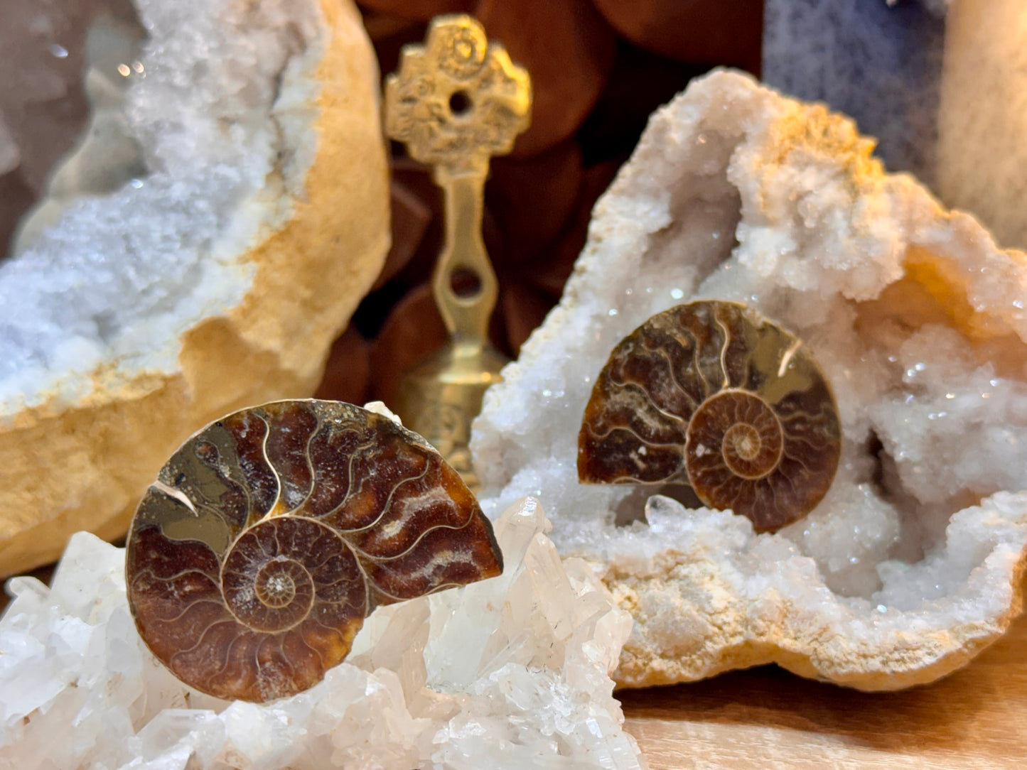 Ammonite opalisée rouge