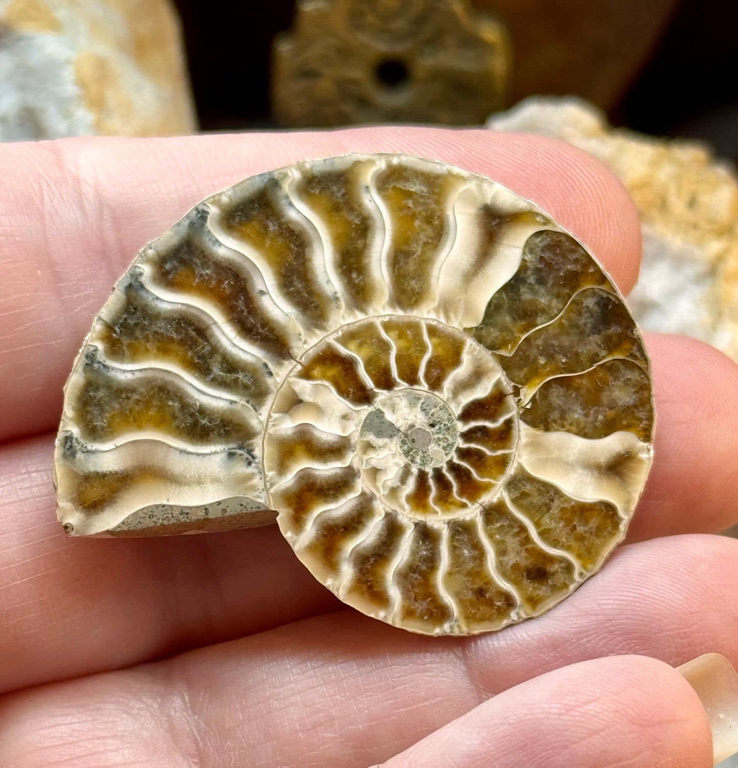 Ammonite fossile opalisée