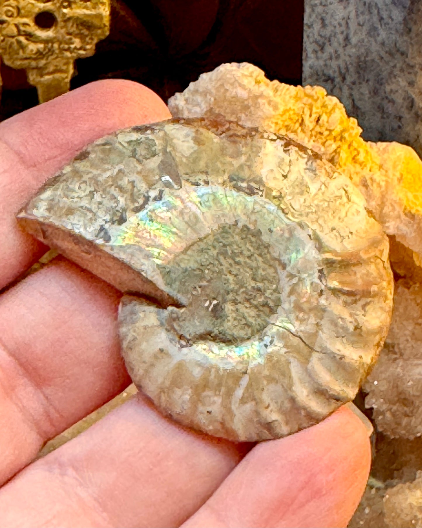 Ammonite fossile opalisée