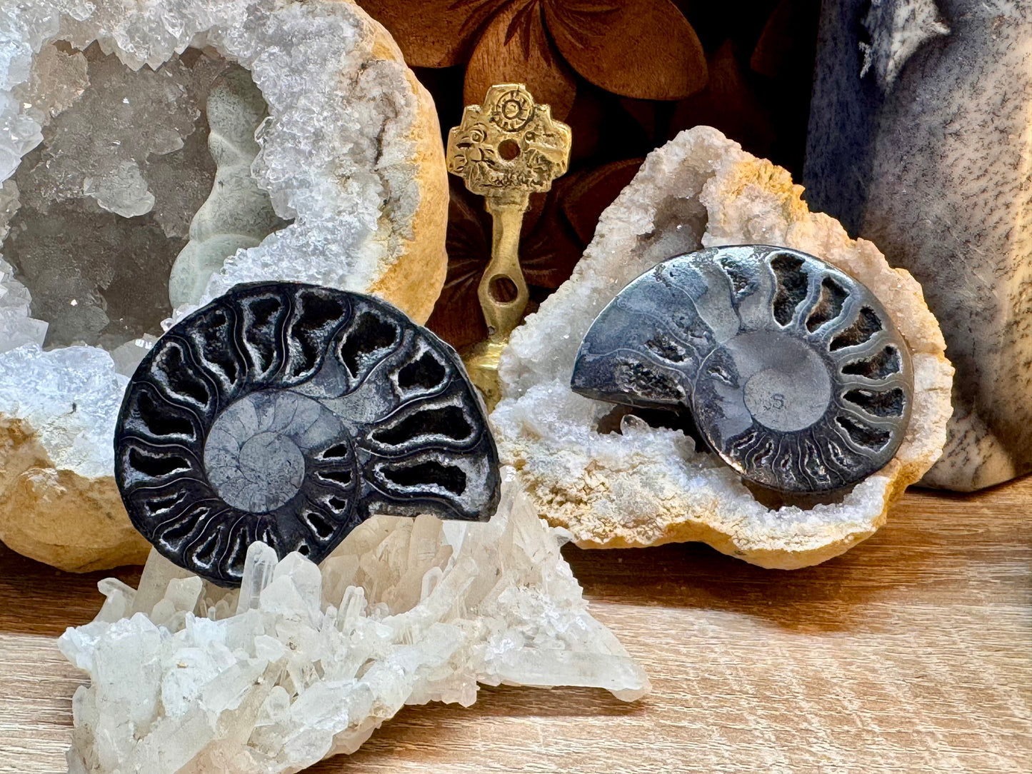 Paire d’ammonite noire fossilisée cristallisée 1