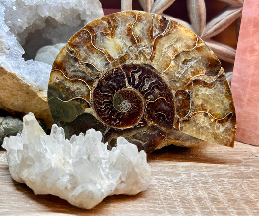 Coquillage d’ammonite opalisée - 2