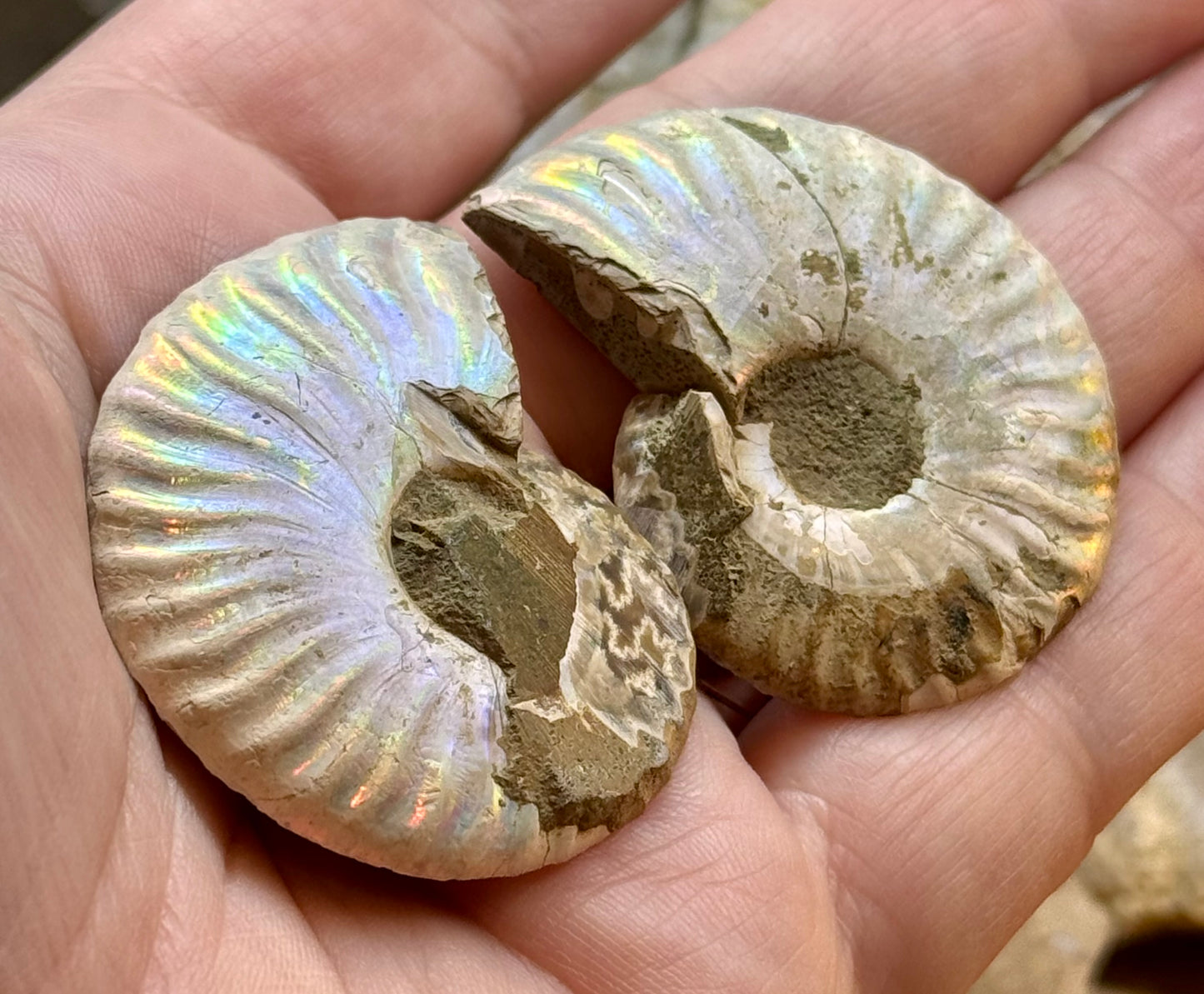 Ammonite fossile opalisée