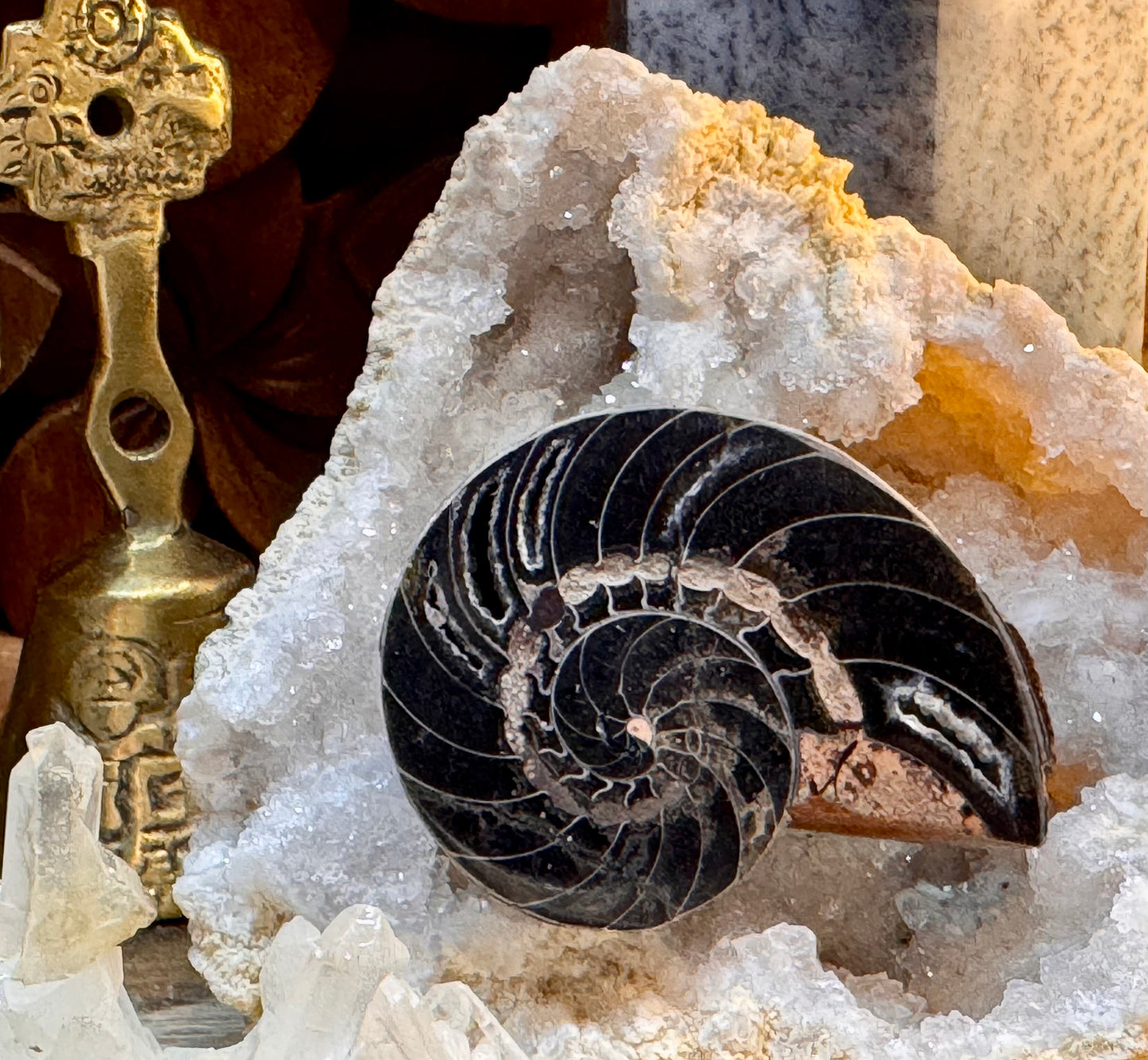 Ammonite fossilisée noire