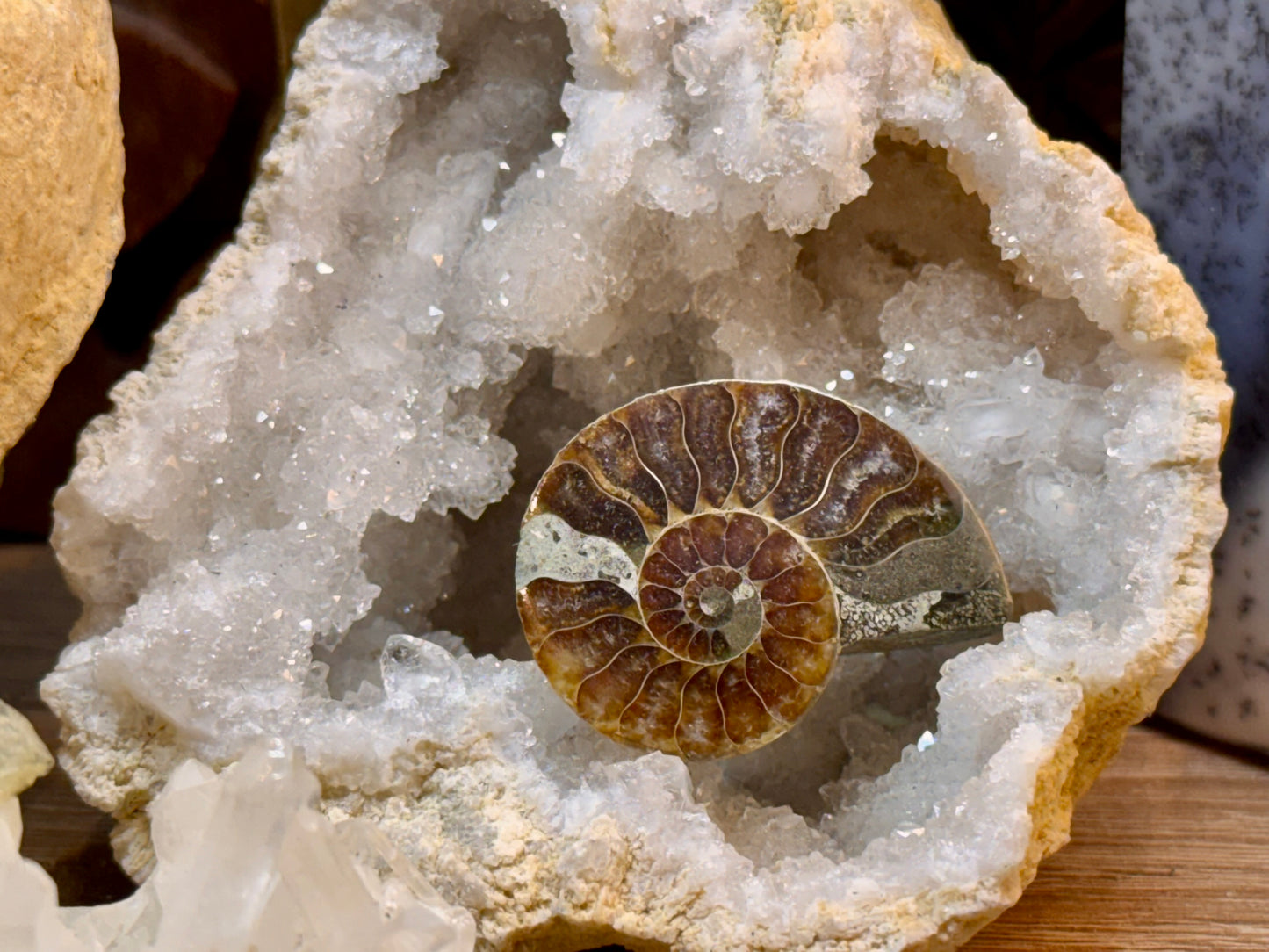 Ammonite fossile opalisée