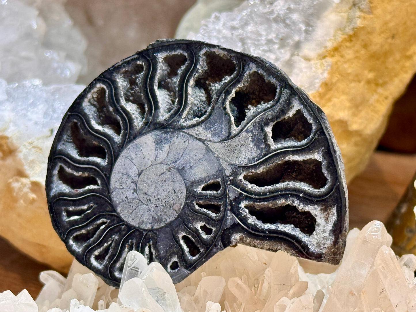 Paire d’ammonite noire fossilisée cristallisée 1