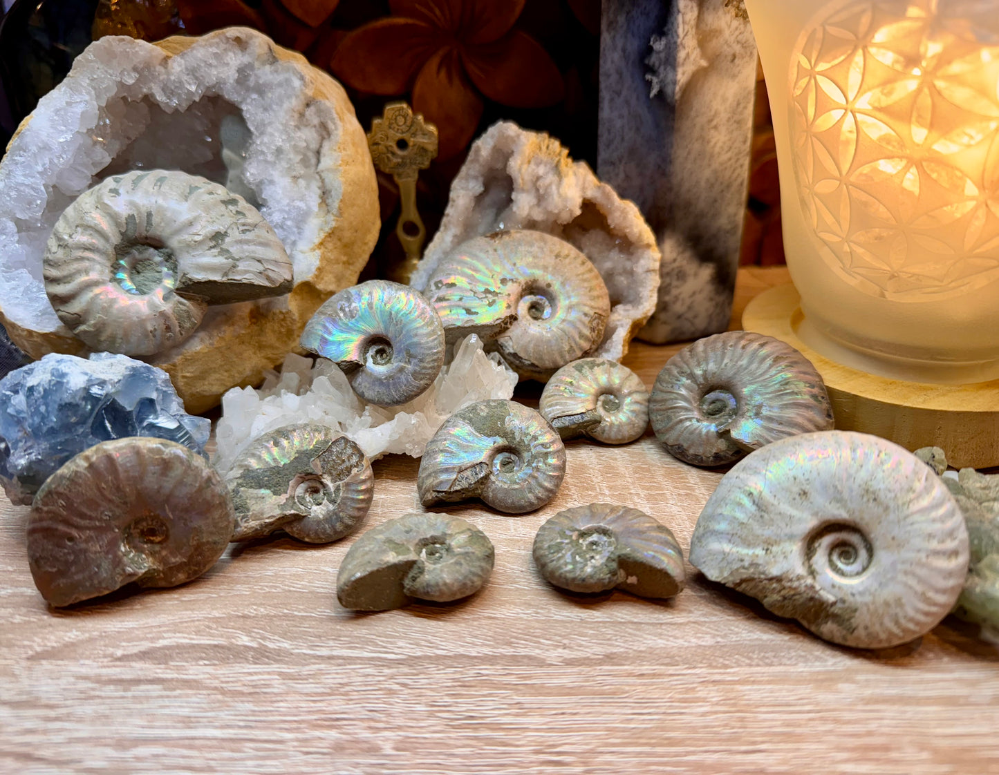 Ammonite opalisée entière